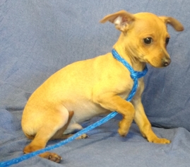 Medium Photo #1 Chihuahua Puppy For Sale in Yreka, CA, USA
