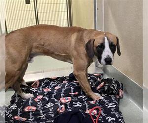 Mutt Dogs for adoption in Placerville, CA, USA