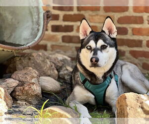 Siberian Husky Dogs for adoption in New Orleans, LA, USA