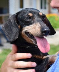 Dachshund Dogs for adoption in Nashville, IN, USA