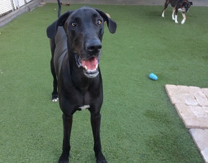 Great Dane Dogs for adoption in Newport Beach, CA, USA