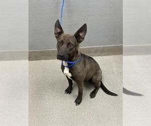 American Pit Bull Terrier-Unknown Mix Dogs for adoption in Las Vegas, NV, USA
