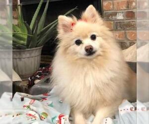 Pomeranian Dogs for adoption in Denison, TX, USA