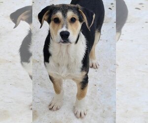 Mutt Dogs for adoption in Winter, WI, USA