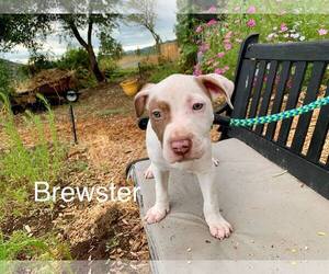 American Pit Bull Terrier Dogs for adoption in Yreka, CA, USA