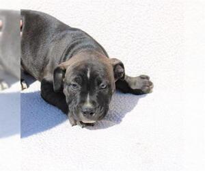 American Bulldog-Unknown Mix Dogs for adoption in Olathe, KS, USA
