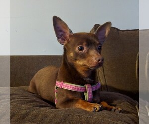 Chiweenie Dogs for adoption in Wheaton, IL, USA