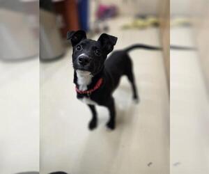 Border Collie-Unknown Mix Dogs for adoption in Center Township, PA, USA