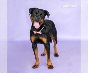 Rottweiler-Unknown Mix Dogs for adoption in Conroe, TX, USA