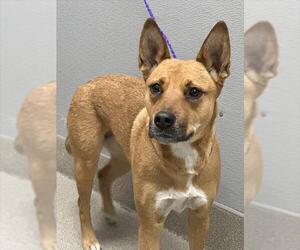 German Shepherd Dog-Unknown Mix Dogs for adoption in Las Vegas, NV, USA