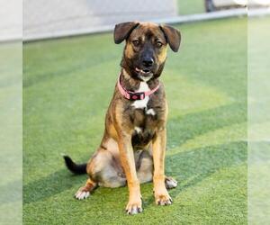 German Shepherd Dog Dogs for adoption in Camarillo, CA, USA