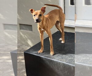 Boxer-Unknown Mix Dogs for adoption in Dana Point, CA, USA