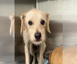 Parson Russell Terrier Dogs for adoption in Tavares, FL, USA