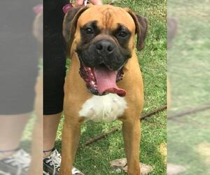 Boxer Dogs for adoption in Seattle, WA, USA