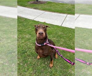 Doberman Pinscher Dogs for adoption in Vaughan, Ontario, Canada