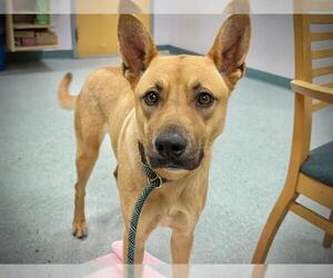 Mutt Dogs for adoption in Tallahassee, FL, USA