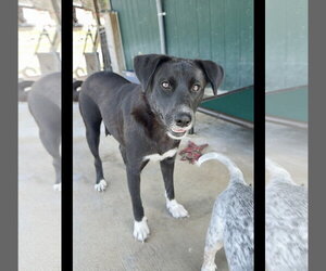 Australian Shepherd-Unknown Mix Dogs for adoption in Green Forest, AR, USA