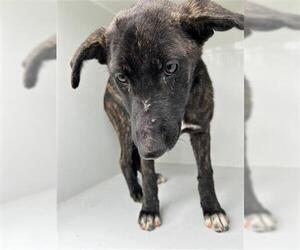 German Shepherd Dog-Plott Hound Mix Dogs for adoption in Houston, TX, USA