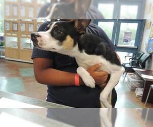 Raggle Dogs for adoption in Lacombe, LA, USA