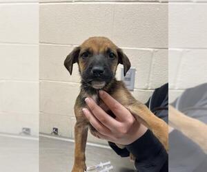 Mutt Dogs for adoption in Louisville, KY, USA