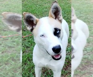 Siberian Husky-Unknown Mix Dogs for adoption in Frankston, TX, USA