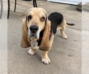 Basset Hound Dogs for adoption in Fargo, ND, USA