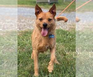 Norwich Terrier-Unknown Mix Dogs for adoption in Martinsburg, WV, USA
