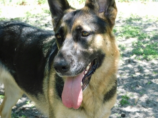German Shepherd Dog Dogs for adoption in Tampa, FL, USA