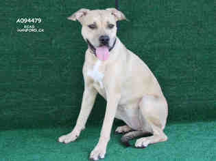 Bullboxer Pit Dogs for adoption in Hanford, CA, USA