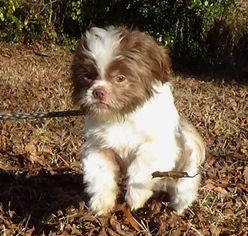 Shih Tzu Dogs for adoption in Holly Springs, MS, USA