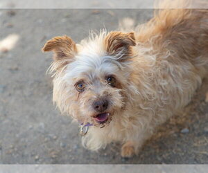 Mutt Dogs for adoption in Martinez, CA, USA