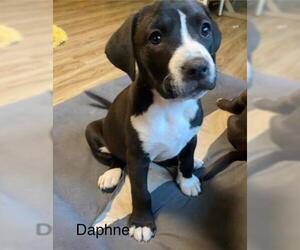 Airedale Terrier-Unknown Mix Dogs for adoption in Decatur, IL, USA