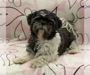 Shih Tzu Dogs for adoption in Huntsville, AL, USA