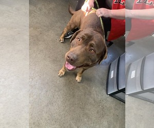 Chocolate Labrador retriever-Rottweiler Mix Dogs for adoption in Fairfield, IL, USA