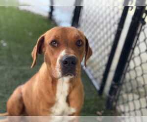 Labrador Retriever-Unknown Mix Dogs for adoption in Tavares, FL, USA