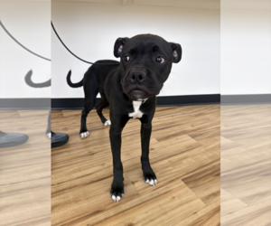 Boxer-Unknown Mix Dogs for adoption in Rowlett, TX, USA