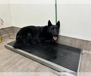 German Shepherd Dog-Unknown Mix Dogs for adoption in Pasadena, CA, USA