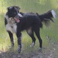 Border-Aussie Dogs for adoption in Paso Robles, CA, USA