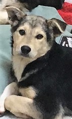 Medium Photo #1 Border Collie-Unknown Mix Puppy For Sale in Mukwonago, WI, USA