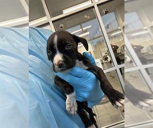 American Staffordshire Terrier Dogs for adoption in San Antonio, TX, USA