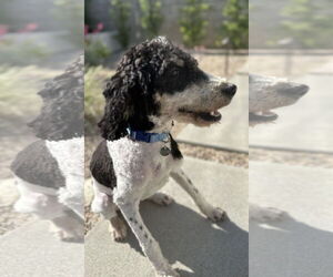 Labrador Retriever Dogs for adoption in Menifee, CA, USA