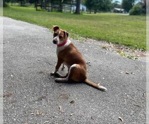 Black and Tan Coonhound-Labrador Retriever-Red Heeler Mix Dogs for adoption in Okeechobee, FL, USA