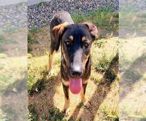 Doberman Pinscher-Unknown Mix Dogs for adoption in Sacramento, CA, USA