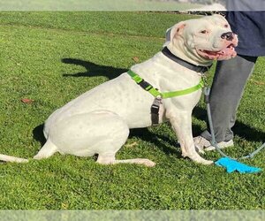 Dogo Argentino Dogs for adoption in Alameda, CA, USA