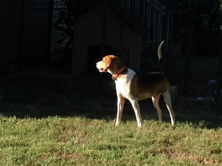 American Foxhound Dogs for adoption in Chatham, VA, USA