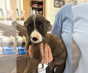 Australian Shepherd-Unknown Mix Dogs for adoption in SHERBURNE, NY, USA