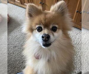 Pomeranian Dogs for adoption in Fargo, ND, USA