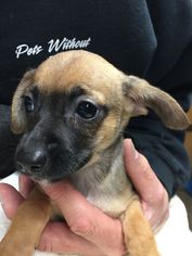 Chihuahua Dogs for adoption in Redding, CA, USA