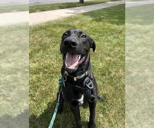 Labrador Retriever-Unknown Mix Dogs for adoption in London, Ontario, Canada