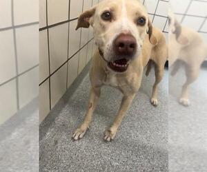 American Pit Bull Terrier-Labrador Retriever Mix Dogs for adoption in Pasadena, TX, USA